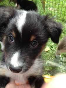 5 Things Getting a Puppy in College Taught Me