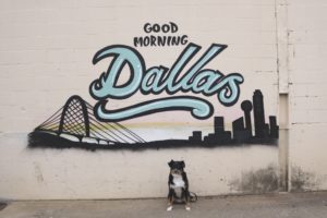  Your Dallas Guide to Dog-Friendly Street Art