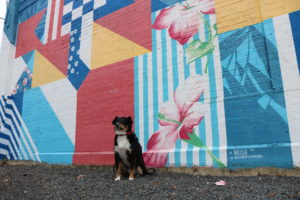  Your Dallas Guide to Dog-Friendly Street Art