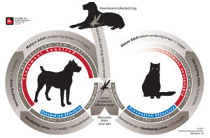 Everything You Need to Know About Heartworm