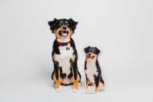 My Go-To Dallas Dog Photography Studio, Color Barking 