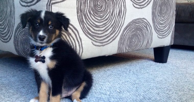 5 Things Getting a Puppy in College Taught Me