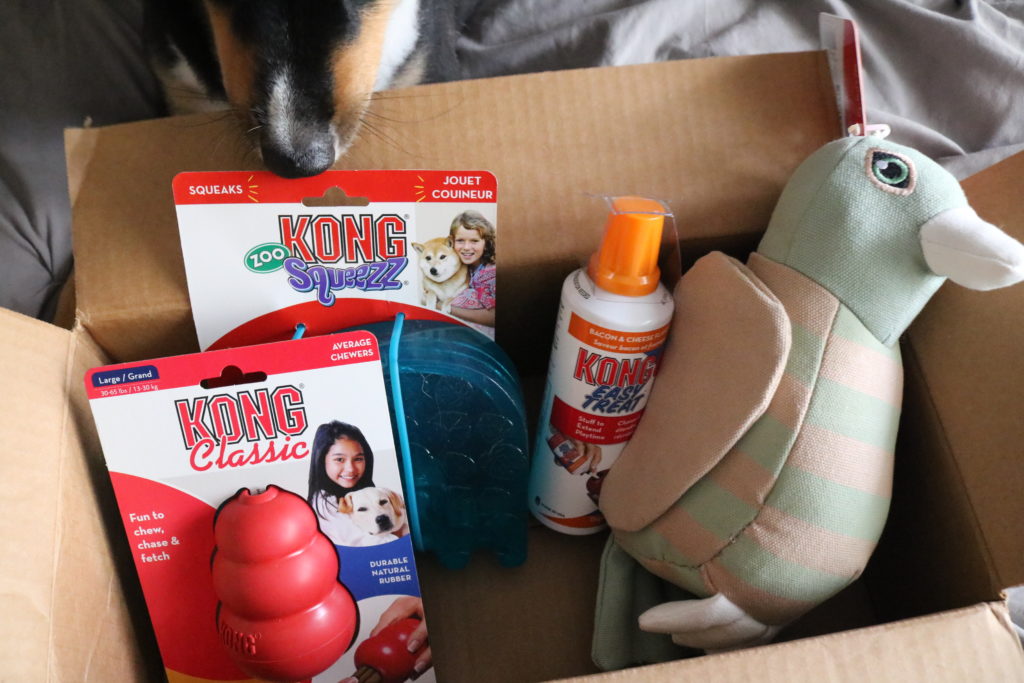 Kong Box Review The Bark Blogger