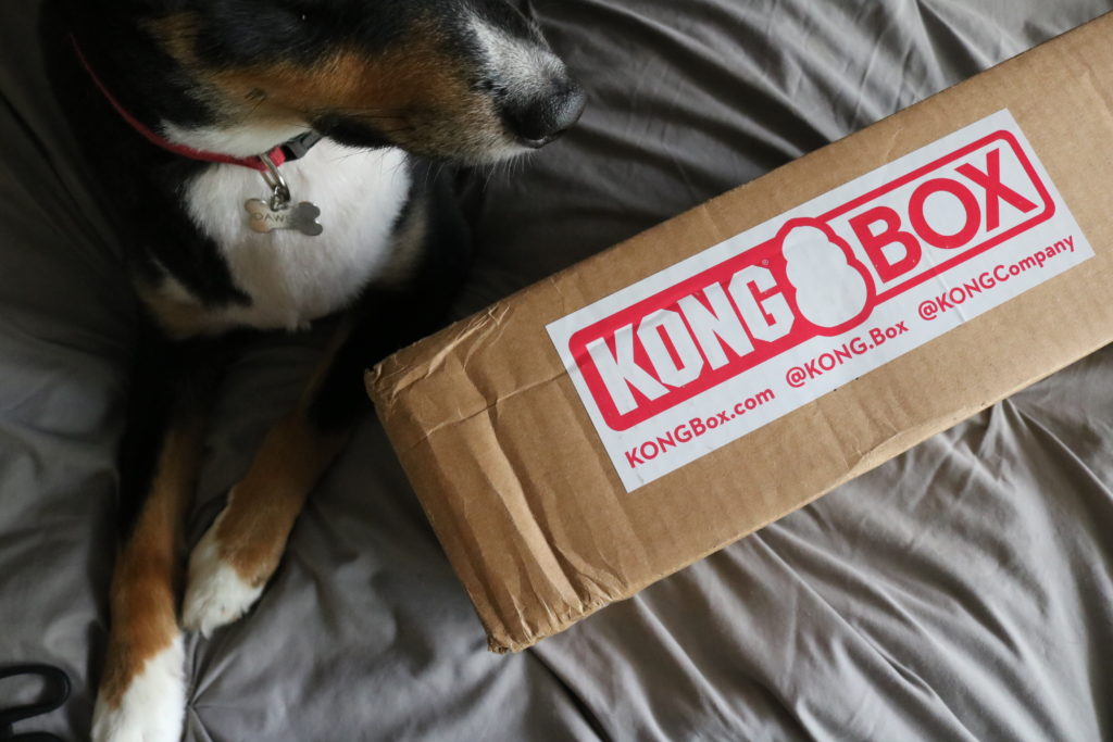 Kong Box Review The Bark Blogger