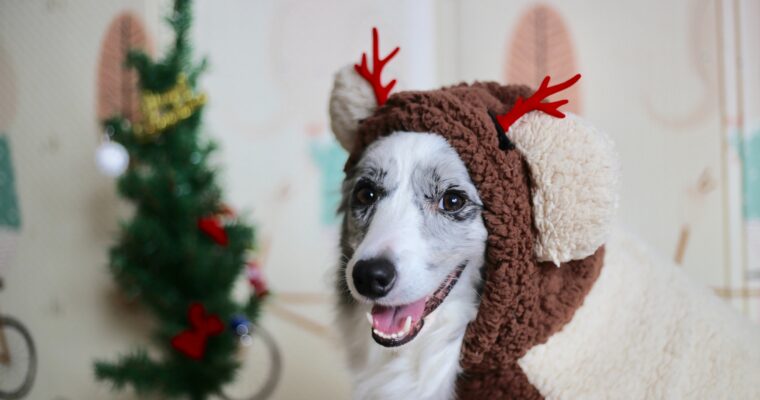 Christmas Gift Guide for Dogs and their Owners