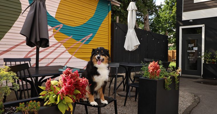 Dog-Friendly Grand Rapids Mini Mural Guide with Arrow Images Pet Portraits 